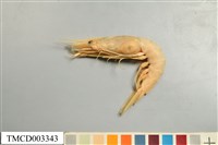 藏品(雄壯鬚蝦)的圖片